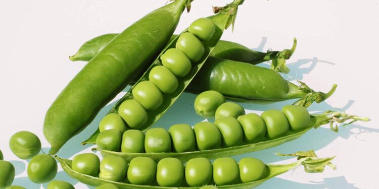 आपकी सेहत जुड़ी एक खबर:  क्या है यूरिक एसिड और मटर का कनेक्शन ?