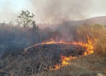 तमाड़ के सरजमडीह जंगल में लगी आग, देखिये वीडियो…