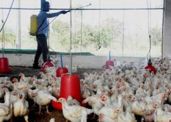 बोकारो: बर्ड फ्लू की दस्तक और लोगों से जिला प्रशासन की ये अपील