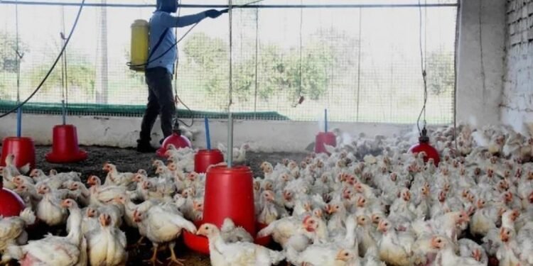 बोकारो: बर्ड फ्लू की दस्तक और लोगों से जिला प्रशासन की ये अपील