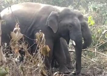 दुमका में गज’राज’… देखिये हाथियों का ये झुंड