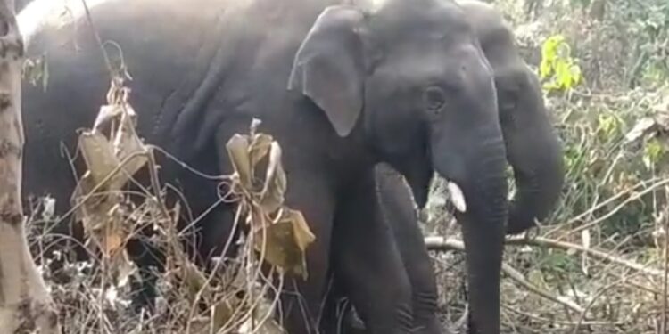 दुमका में गज’राज’… देखिये हाथियों का ये झुंड