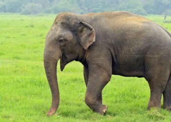 झारखंड में गजराज का गुस्सा, क्या है इसका ODF कनेक्शन ?