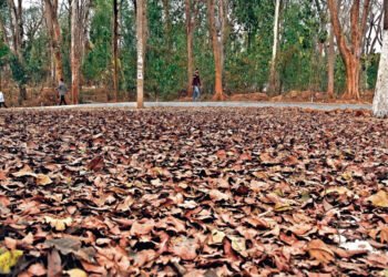 पतझड़ के मौसम में क्यों झड़ते हैं पेड़ों के पत्ते ?