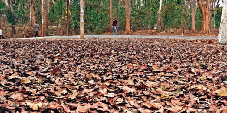 पतझड़ के मौसम में क्यों झड़ते हैं पेड़ों के पत्ते ?