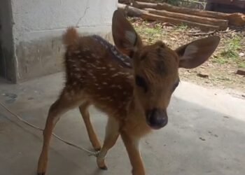 चतरा: एक बार फिर आवारा कुत्तों ने हिरण पर किया हमला, ग्रामीणों ने बचाई जान