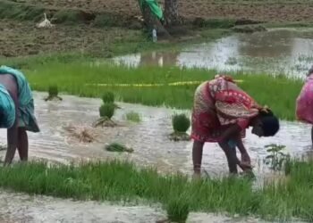 साहिबगंज : किसानों के लिए वरदान साबित हुआ बारिश, शुरू हुई धान रोपाई