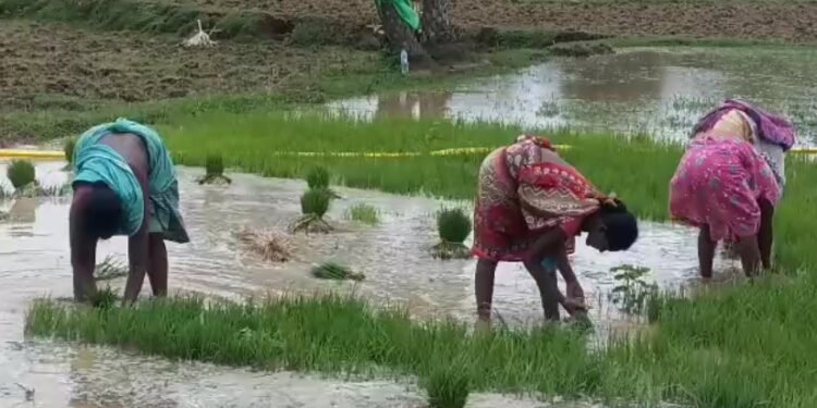 साहिबगंज : किसानों के लिए वरदान साबित हुआ बारिश, शुरू हुई धान रोपाई