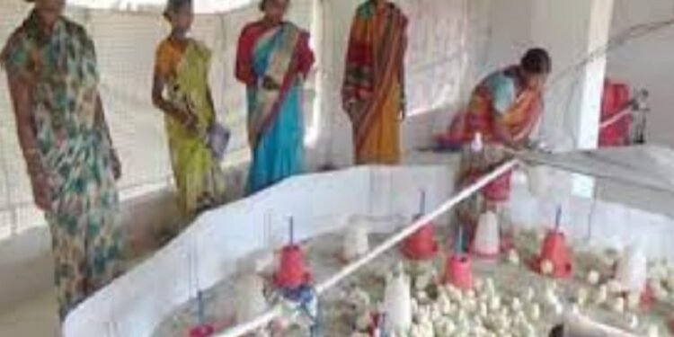 30 हजार से अधिक महिलाओं को मिला फूलो झानो आशीर्वाद अभियान का लाभ