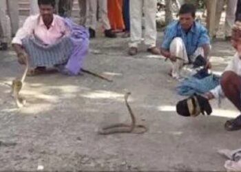 जहानाबाद : एसपी के सामने थाना परिसर से सपेरों ने निकाला आधा दर्जन जहरीले सांप, मचा हड़कंप