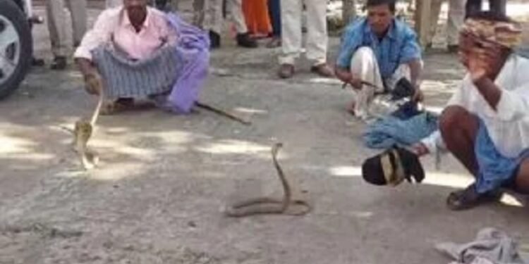 जहानाबाद : एसपी के सामने थाना परिसर से सपेरों ने निकाला आधा दर्जन जहरीले सांप, मचा हड़कंप