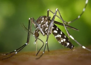 डेंगू के मामले डरा रहे हैं, राजधानी रांची सहित कई जिलों में बढ़ रहे मामले