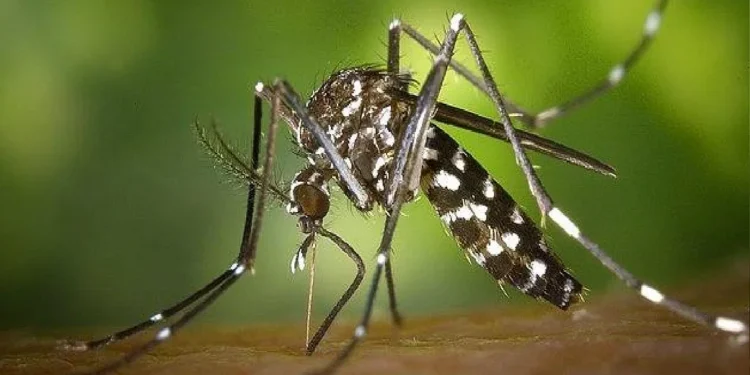 डेंगू के मामले डरा रहे हैं, राजधानी रांची सहित कई जिलों में बढ़ रहे मामले