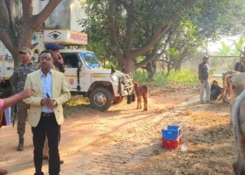 गिरिडीह में तस्करों के खिलाफ बड़ी कार्रवाई, गोवंश लदे 11 पिकअप वैन जब्त