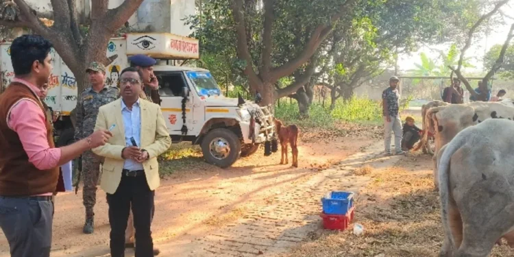 गिरिडीह में तस्करों के खिलाफ बड़ी कार्रवाई, गोवंश लदे 11 पिकअप वैन जब्त