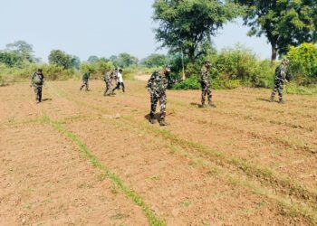 रांची पुलिस ने घोर नक्सल क्षेत्र में की जा रही अवैध अफीम की खेती को विनष्ट किया