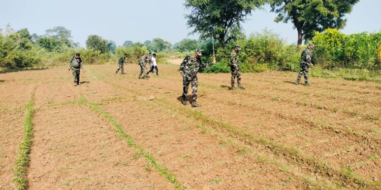 रांची पुलिस ने घोर नक्सल क्षेत्र में की जा रही अवैध अफीम की खेती को विनष्ट किया