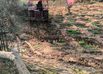 रांची पुलिस ने 34.5 एकड़ अफीम की खेती को नष्ट किया