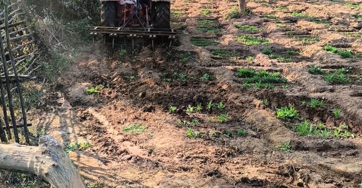 रांची पुलिस ने 34.5 एकड़ अफीम की खेती को नष्ट किया