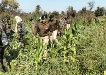 राँची प्रक्षेत्र में 9871 एकड़ में अवैध अफीम फसल का विनष्टीकरण, 86 गिरफ्तारियाँ