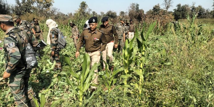 राँची प्रक्षेत्र में 9871 एकड़ में अवैध अफीम फसल का विनष्टीकरण, 86 गिरफ्तारियाँ