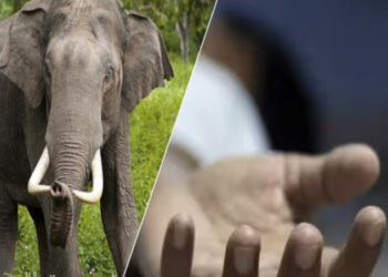 तमाड़ थाना क्षेत्र में हाथी का कहर: 80 वर्षीय सिकंदर अहीर की दर्दनाक मौत