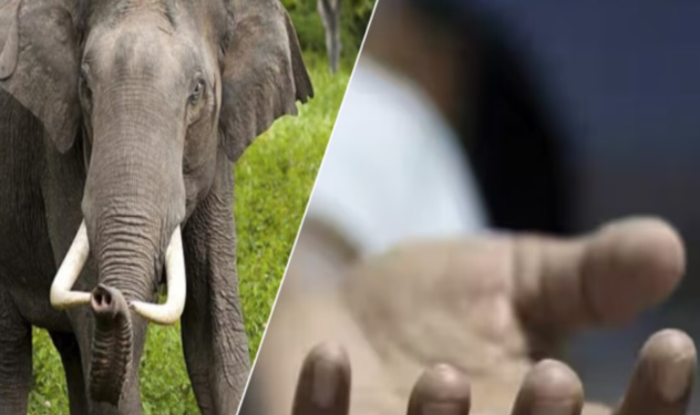 तमाड़ थाना क्षेत्र में हाथी का कहर: 80 वर्षीय सिकंदर अहीर की दर्दनाक मौत