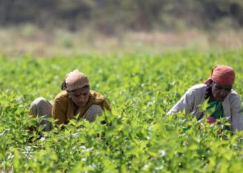 किसानों को राहत: तीन दिनों में रिपोर्ट के बाद मुआवजा तय करेगा सरकार!