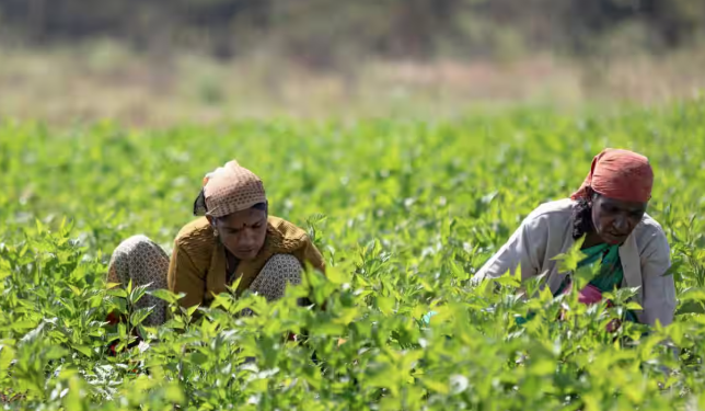 किसानों को राहत: तीन दिनों में रिपोर्ट के बाद मुआवजा तय करेगा सरकार!