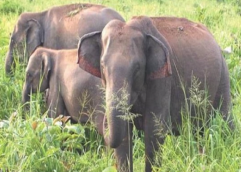 जंगली हाथी के हमले में आदिवासी महिला की दर्दनाक मौत – हजारीबाग में दहशत