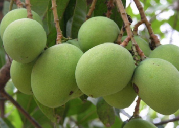 मोहनपुर में आम की महक, आत्मनिर्भरता की राह: बिरसा हरित ग्राम योजना के तहत लंगड़ा-दशहरी का उत्सव!