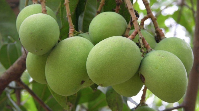 मोहनपुर में आम की महक, आत्मनिर्भरता की राह: बिरसा हरित ग्राम योजना के तहत लंगड़ा-दशहरी का उत्सव!