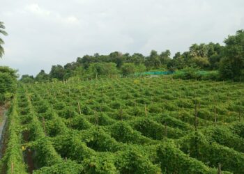 स्ट्रॉबेरी और करेले की खेती से चमकीं झारखंड की महिलाएं: झिमड़ी परियोजना ने बदली किसानों की तकदीर, लखपति दीदी बनने का सफर!