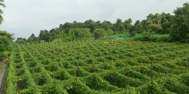 स्ट्रॉबेरी और करेले की खेती से चमकीं झारखंड की महिलाएं: झिमड़ी परियोजना ने बदली किसानों की तकदीर, लखपति दीदी बनने का सफर!