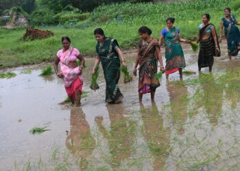 माटी की बेटी ममता देवी: होहद में धान रोपनी कर दिखाया ग्रामीण संस्कृति से गहरा नाता!