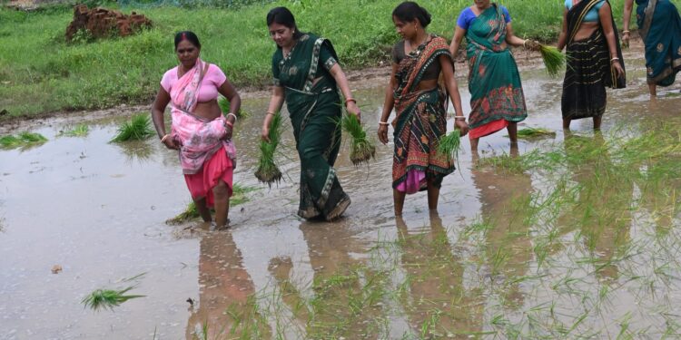 माटी की बेटी ममता देवी: होहद में धान रोपनी कर दिखाया ग्रामीण संस्कृति से गहरा नाता!
