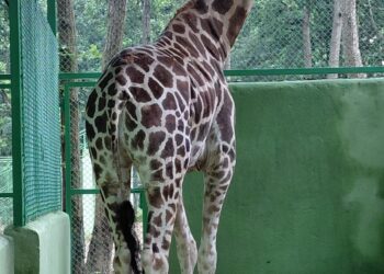 रांची के बिरसा जैविक उद्यान में नई रौनक: 6 वर्षीय मादा जिराफ ‘मिस्टी’ और सिल्वर फीजेंट की धमाकेदार एंट्री!