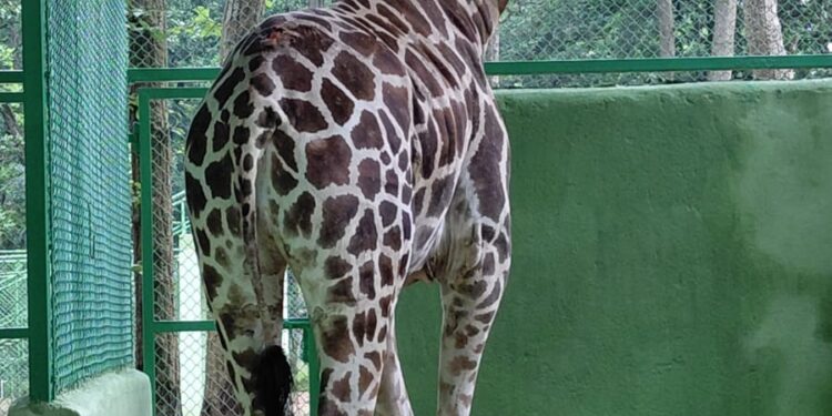 रांची के बिरसा जैविक उद्यान में नई रौनक: 6 वर्षीय मादा जिराफ ‘मिस्टी’ और सिल्वर फीजेंट की धमाकेदार एंट्री!