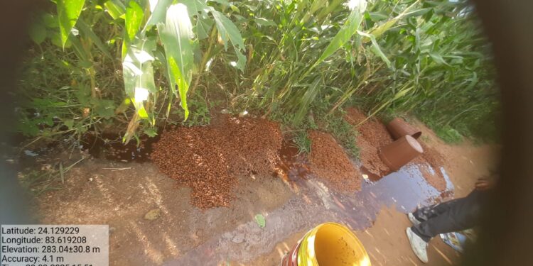 गढ़वा में अवैध शराब पर प्रहार: धुरकी-डंडई में 400 किलो जावा महुआ जब्त, 65 लीटर शराब नष्ट!