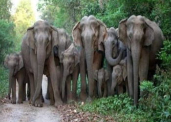झारखंड में हाथियों का संकट: 678 से घटकर 217 रह गई संख्या, विशेषज्ञों ने आवास विनाश को ठहराया जिम्मेदार!