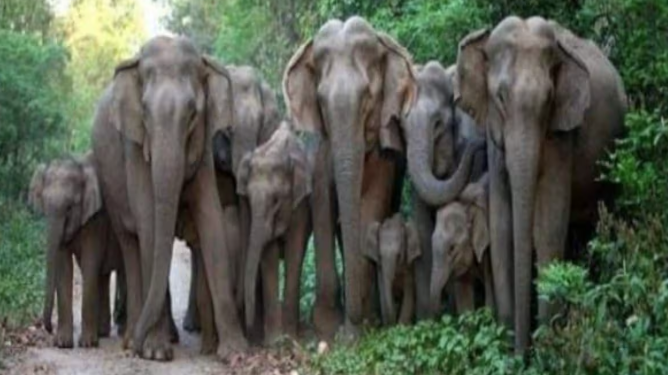 झारखंड में हाथियों का संकट: 678 से घटकर 217 रह गई संख्या, विशेषज्ञों ने आवास विनाश को ठहराया जिम्मेदार!