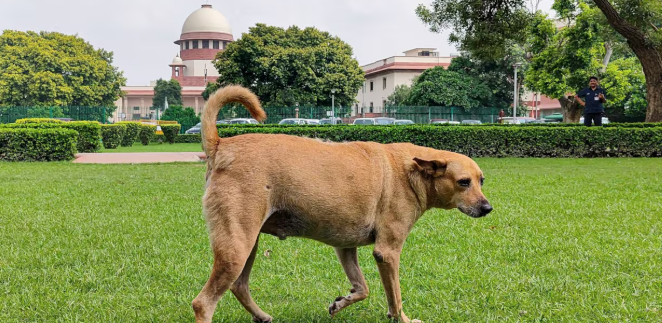 सुप्रीम कोर्ट का सख्त फरमान: स्कूल-हॉस्पिटल-रेलवे से 8 हफ्ते में गायब होंगे आवारा कुत्ते, नहीं लौटेंगे वहीं—पहले स्टरलाइजेशन, फिर शेल्टर!