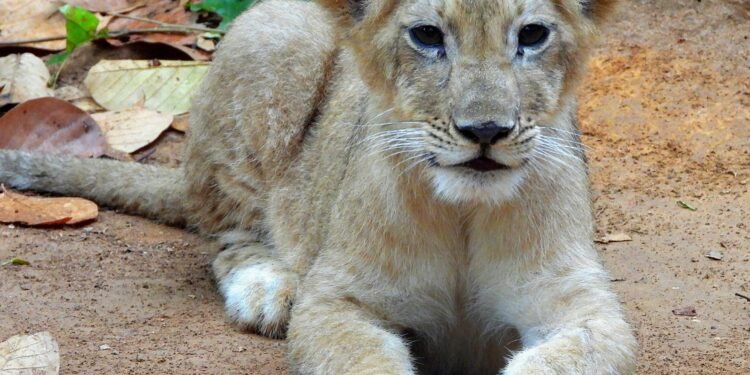 खुशखबरी! भगवान बिरसा जैविक उद्यान राँची में एशियाई शेर की नन्हीं शावक का जन्म – 4 माह की स्वस्थ शावक का अब दर्शकों को मिलेगा दीदार